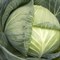 Септима F1, семена капусты белокочанной (Rijk Zwaan / Райк Цваан) 3110 - фото 7226