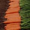 Монанта, семена моркови (Rijk Zwaan / Райк Цваан) - фото 7329