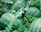 Колосео F1, семена арбуза (Seminis / Семинис) - фото 7459