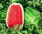 Мелания F1, семена арбуза (Seminis / Семинис) - фото 7460