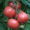 Рестлер F1, семена томата индетерминантного (Seminis / Семинис) - фото 7472