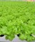 Хьюджин, семена салата листового (Seminis / Семинис) - фото 7476