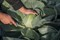 Калуга F1, семена капусты белокочанной (Bejo / Бейо) - фото 7483