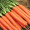СВ 1140 ДН F1, семена моркови нантской (Seminis / Семинис) - фото 7491