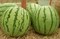 Регус F1, семена арбуза (Sakata / Саката) - фото 7502